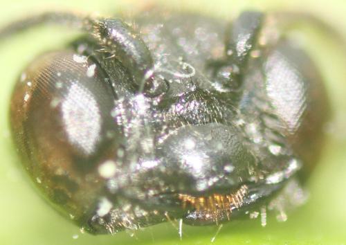 Mimumesa dahlbomi